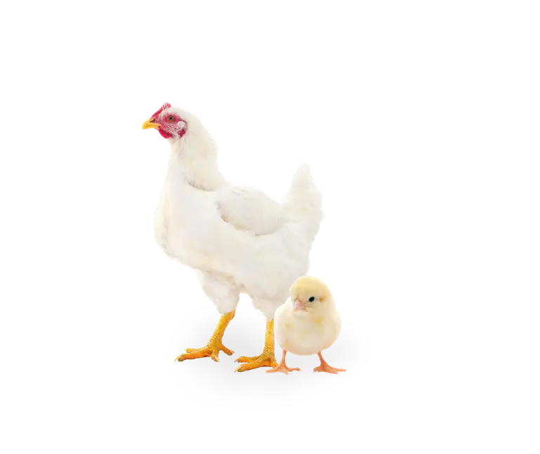 Hero Productos Sanfer - Productos para las aves