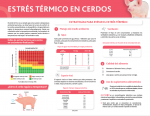 Estrés Térmico en Cerdos