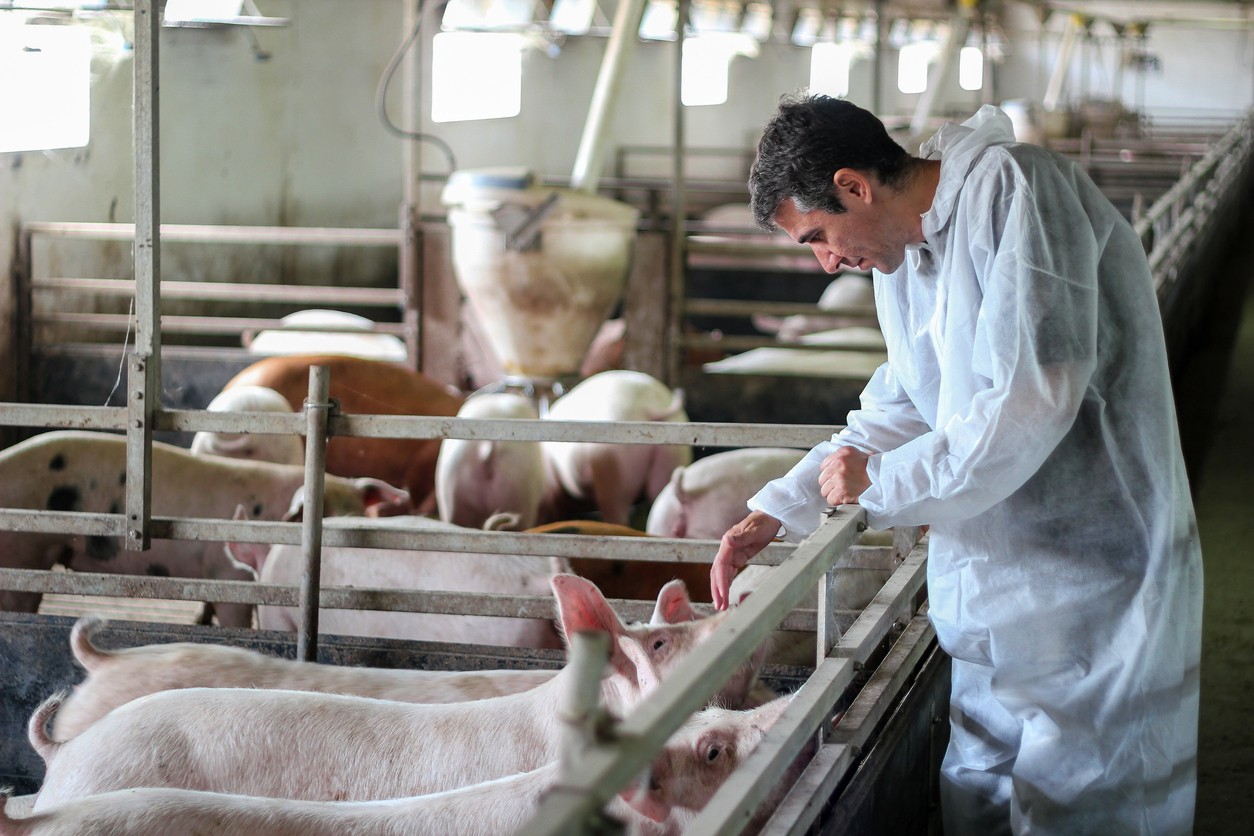 Los Coronavirus Porcinos y su relación con el SARS - CoV - 2