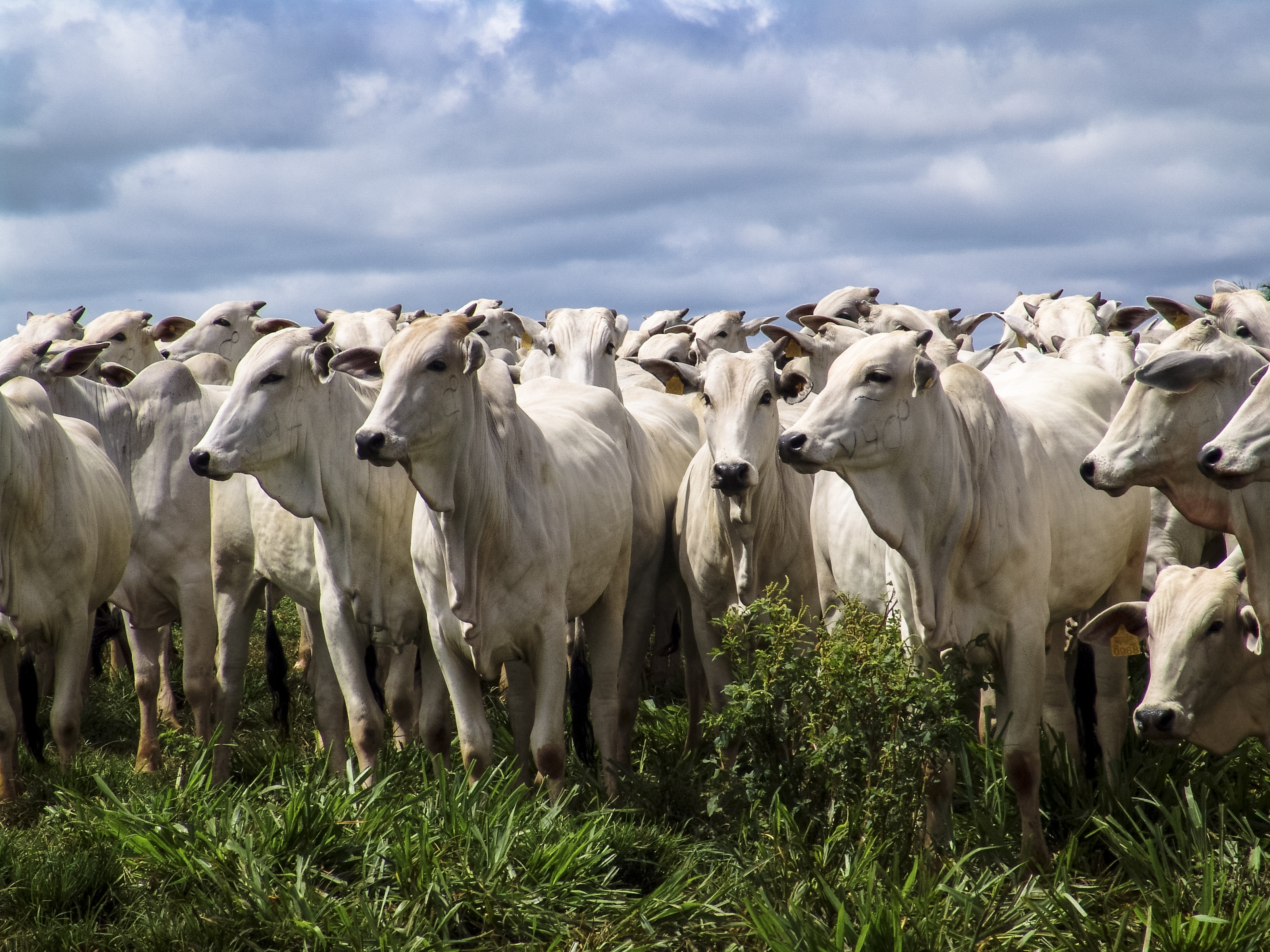 Derrisan® Cepa ERA®:  Protección segura y efectiva contra rabia paralítica bovina (derriengue).