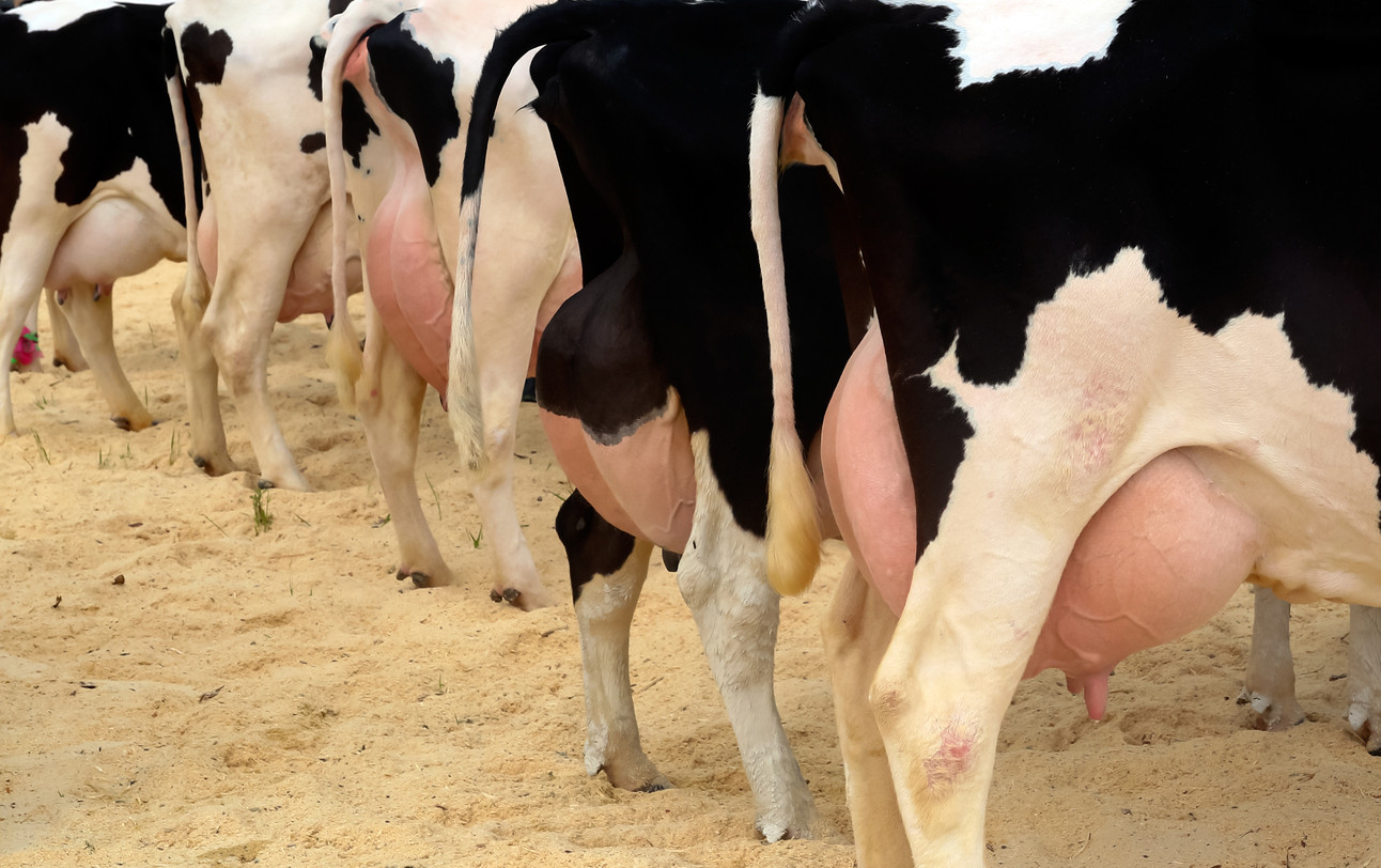 ¿Cuánto cuesta una mastitis?