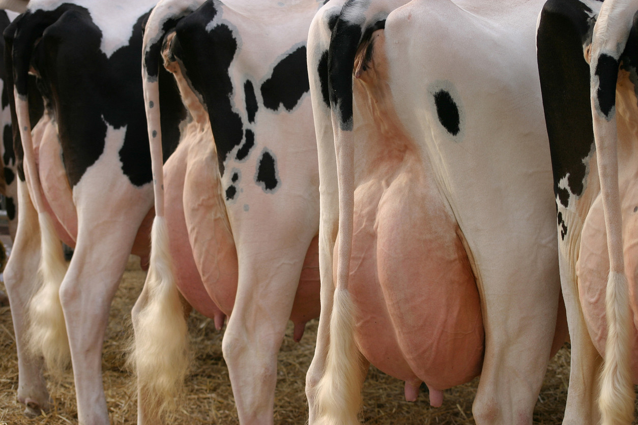 ¿Conteo Celular Somático y Mastitis?