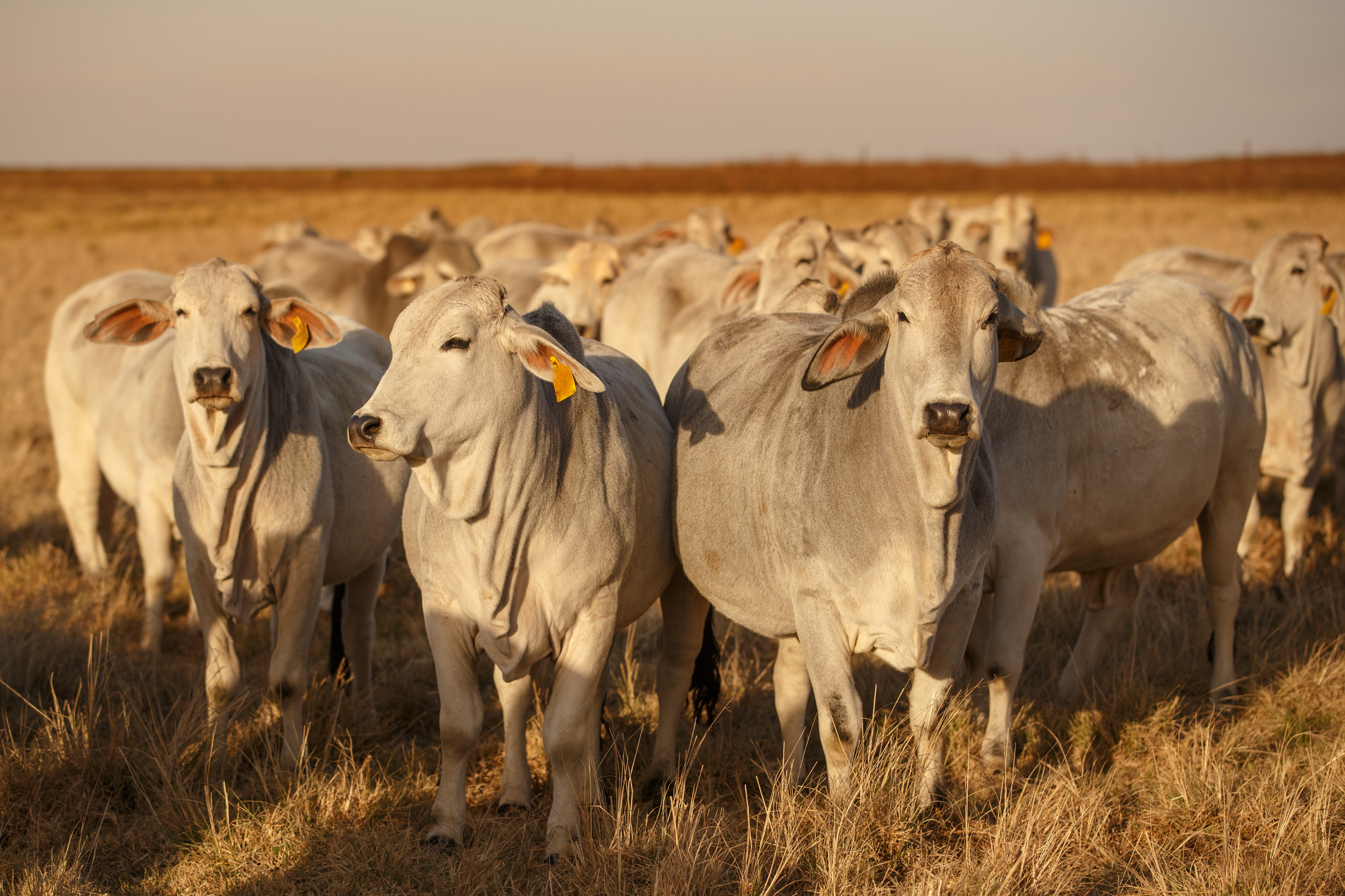 Clostridiosis en los bovinos