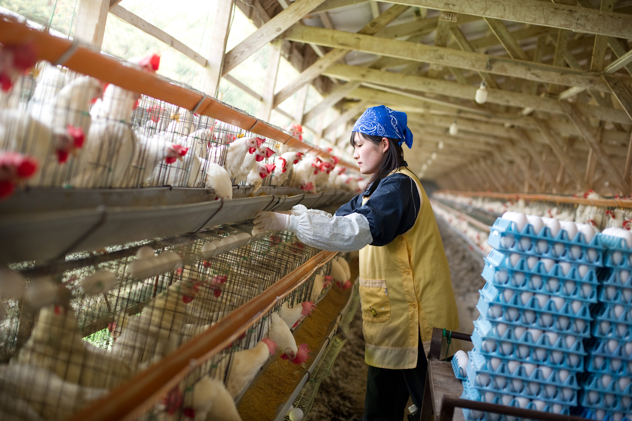 Cuantificación de micotoxinas en materias primas y alimentos balanceados.