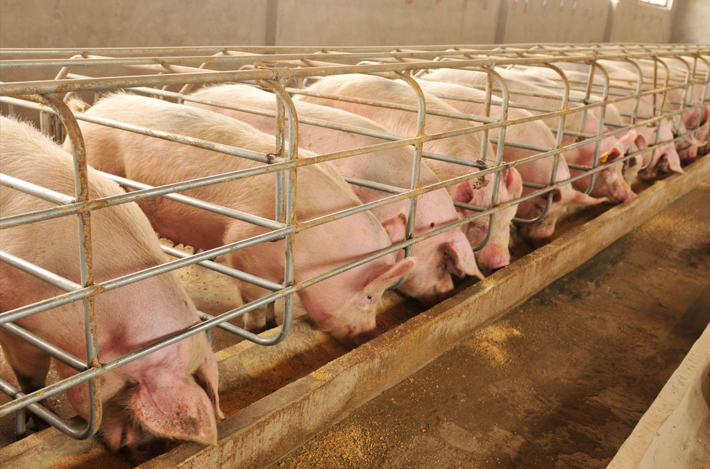 Rol de las micotoxinas en la susceptibilidad de enfermedades en la industria porcina