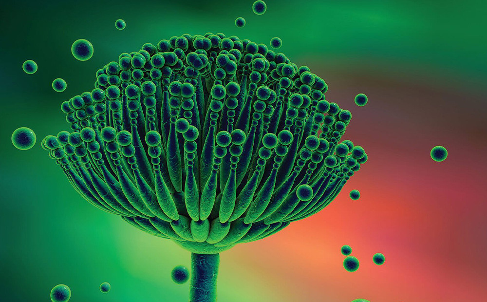 La Aflatoxina M1 y su riesgo en la salud humana.