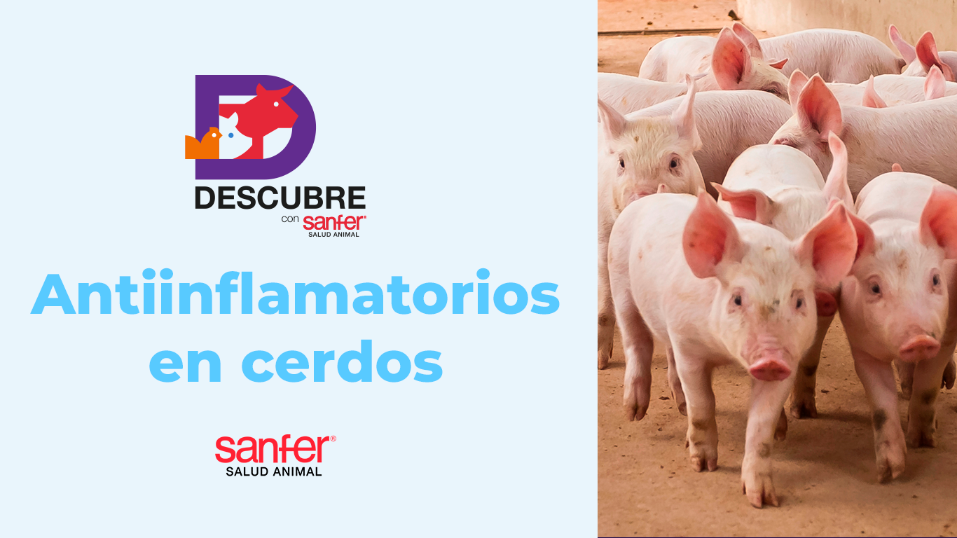 Antiinflamatorios en Cerdos: Beneficios para el Bienestar Animal