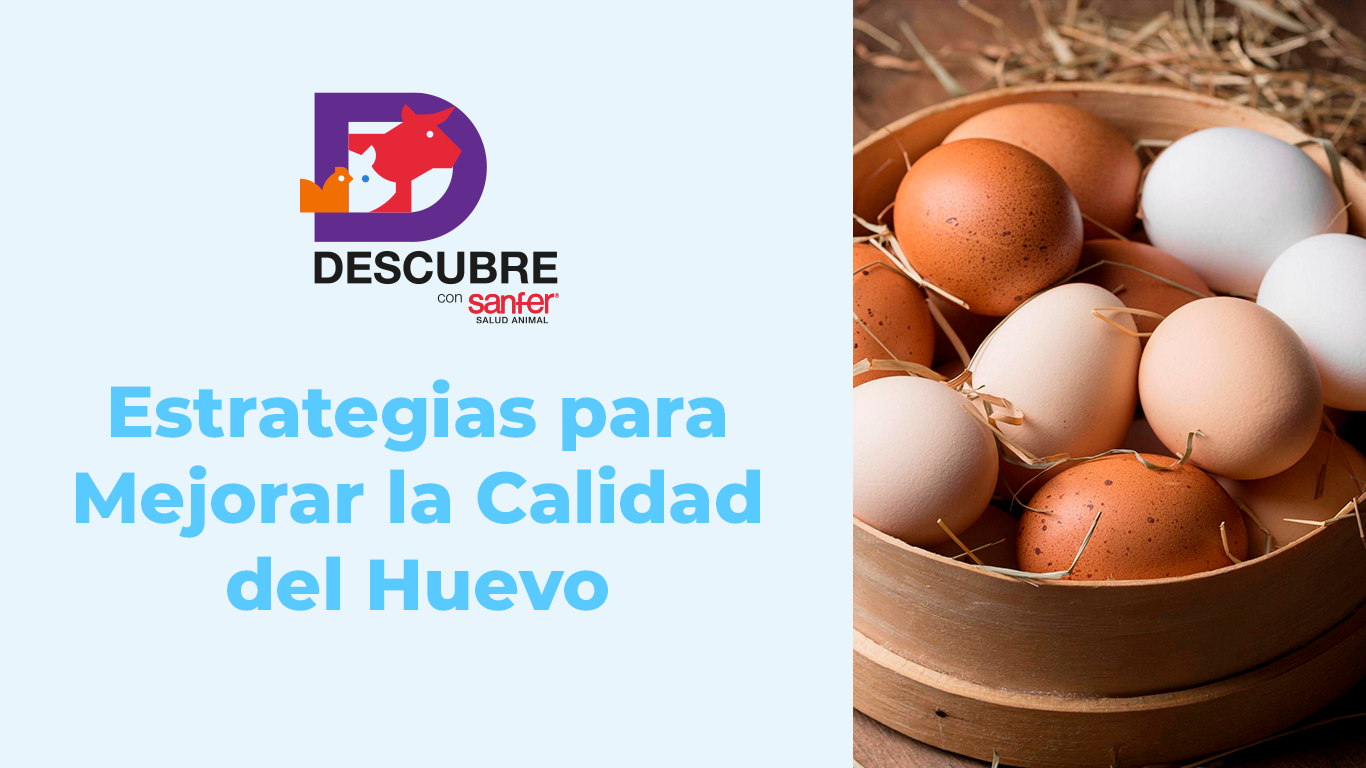 Estrategias para Mejorar la Calidad del Huevo: Nutrición y Sanidad