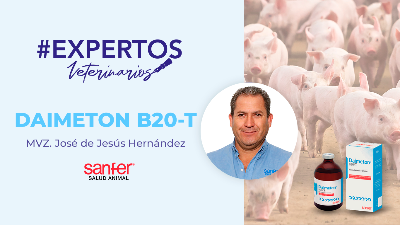 Daimeton® B20-T.  combinación altamente efectiva de sulfamonometoxina +trimetoprim para el control de enfermedades respiratorias, y digestivas de los cerdos.