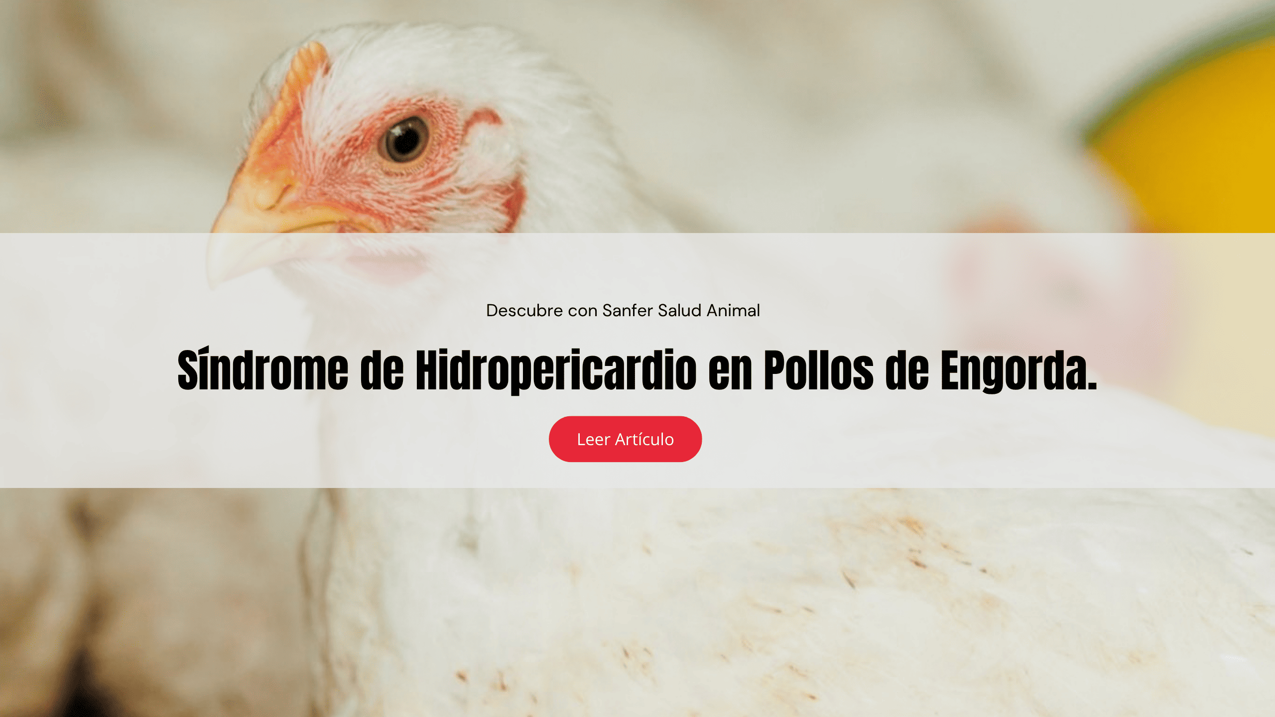 Síndrome de Hidropericardio en pollos de engorda.