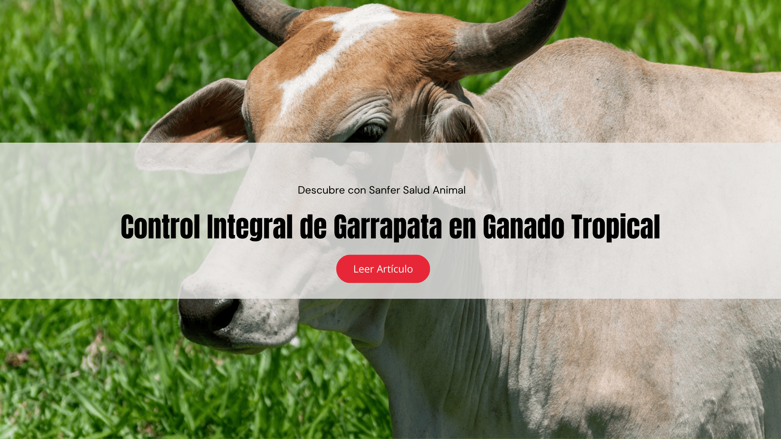 Control integral de garrapata en ganado tropical